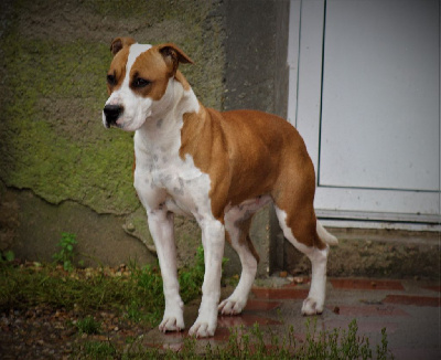 Étalon American Staffordshire Terrier - Une seconde chance De La Terre Des Bulls