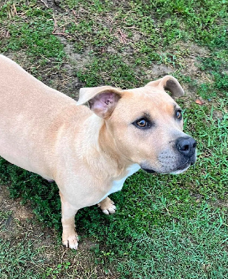 Étalon American Staffordshire Terrier - R-mione de la Taverne d'Ox