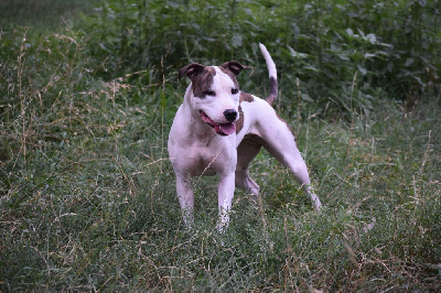 Étalon American Staffordshire Terrier - Takara Du Temple De Ganesh