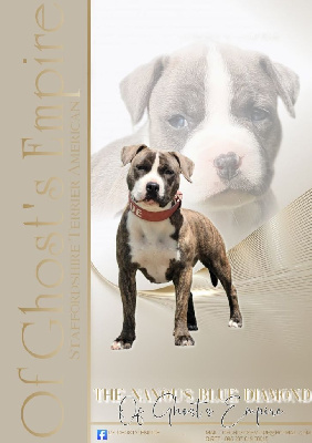 Étalon American Staffordshire Terrier - The nanou's blue diamond Of Ghost's Empire