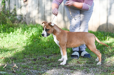 Étalon American Staffordshire Terrier - Vae victis Du chemin des moulins