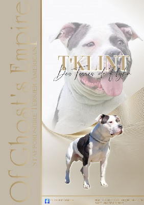 Étalon American Staffordshire Terrier - T'klint des terres de flyka