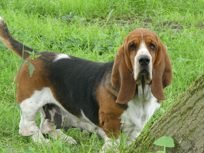 Étalon Basset Hound - Riz o lait- houndie de la contree du milieu