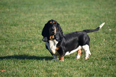 Étalon Basset Hound - Trouspinette tchin tchin Des Mille Et Une Roses