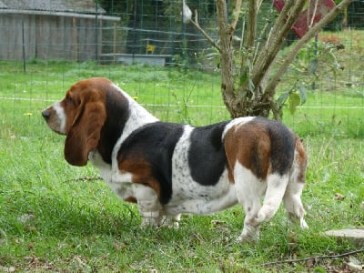 Étalon Basset Hound - Vallorcine Des Contrées Alpines