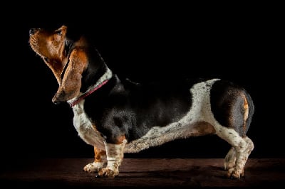 Étalon Basset Hound - Shadow Du Ruisseau De La Manine