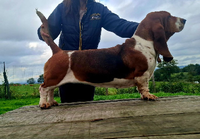 Étalon Basset Hound - Tactique Du Cercle De Léma