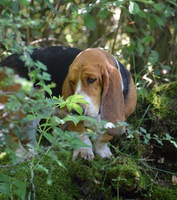 Étalon Basset Hound - Smarties mini des Cotes de la Saunade