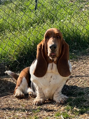 Étalon Basset Hound - Tartiflette Au Royaume De Leyla