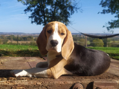 Étalon Beagle - Vegan de la Cascade d'Orion