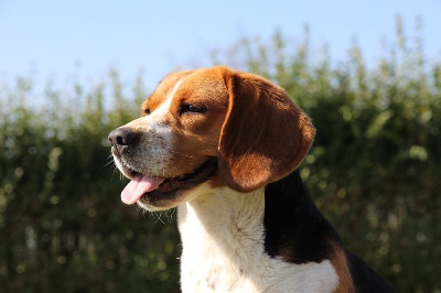 Étalon Beagle - Only Du Clos Du Beau Repère