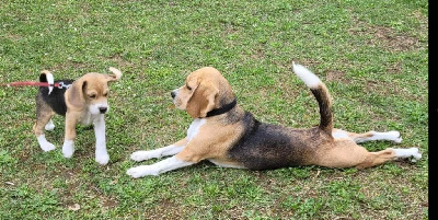 Étalon Beagle - Trinity du Rallie Sainte Baume