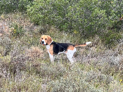 Étalon Beagle - Sirene Des Hauts De Milhac