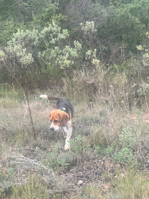 Étalon Beagle - Ramses Des Hauts De Milhac