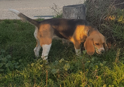 Étalon Beagle - Tania du bois de milieu