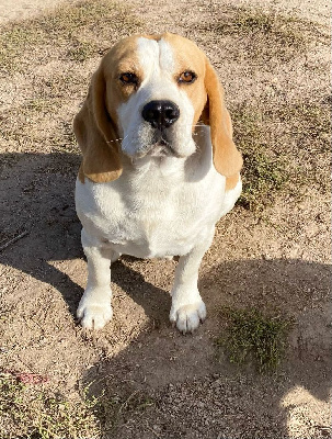 Étalon Beagle - Snoopy (Sans Affixe)