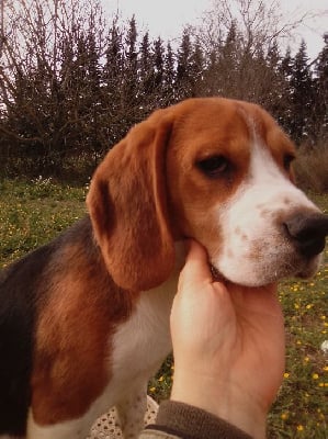 Étalon Beagle - Urleur de l'echo des garrigues