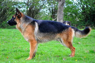 Étalon Berger Allemand - The king mufasa de starke wolfe