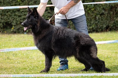 Étalon Berger Allemand Poil Long - Undra Du Val De Louvanda