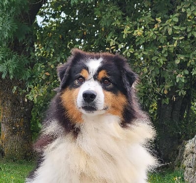 Étalon Berger Australien - Opal Aussie Rumpy grumpy