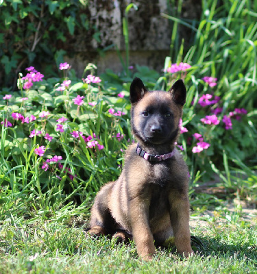 Sheyen Des Gardiens De La Cigogne