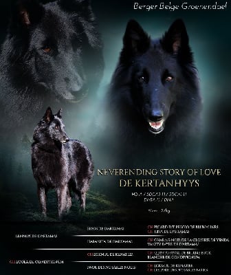 Étalon Berger Belge - Neverending story of love de Kertanhyys