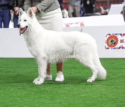 Étalon Berger Blanc Suisse - CH. The one de l'aige de la tournelle