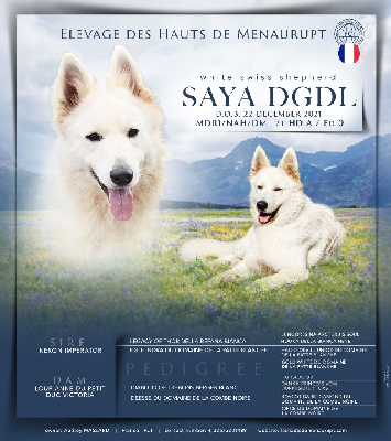 Étalon Berger Blanc Suisse - Saya dgdl