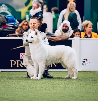 Étalon Berger Blanc Suisse - CH. Apollo Of White Swan