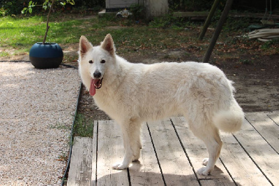 Étalon Berger Blanc Suisse - Twist de la foret d'Arcanin