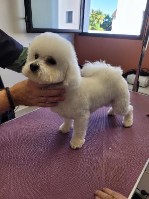 Étalon Bichon Frise - Ugo Du Royaume Des Quatre Pattes