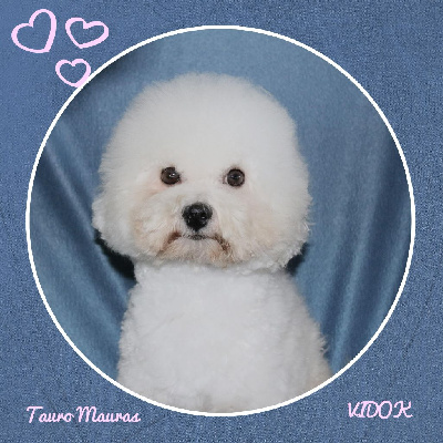 Étalon Bichon Frise - tauro kennel jp Mauras vidok