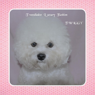 Étalon Bichon Frise - Tweedledee twiggy luxury fashion