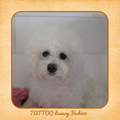 Étalon Bichon Frise - Tattoo luxury fashion