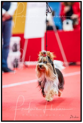 Étalon Biewer Terrier - CH. Tango Titre Initial