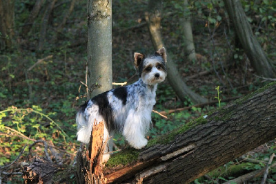 Étalon Biewer Terrier - Maggi brilliantovie kroshki