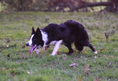 Étalon Border Collie - Dorka's Spirit Uguette