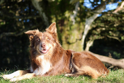 Étalon Border Collie - fearless flying Great gambler