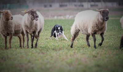 Étalon Border Collie - mill meadows Saï