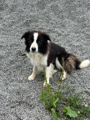 Étalon Border Collie - Tsuki Du Mas Ensoleillé