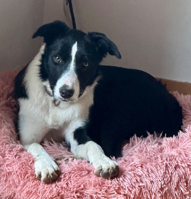 Étalon Border Collie - Viva des hauts glandelles