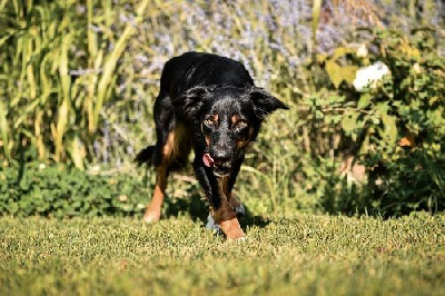 Étalon Border Collie - Uchuu yamato des Crocs de Provence