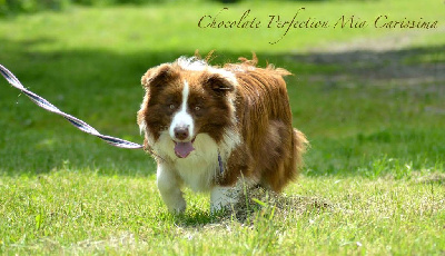 Étalon Border Collie - Chocolate perfection mia carissima