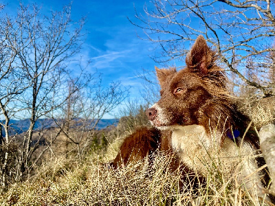 Étalon Border Collie - CH. Perou du Mas de Valaurine