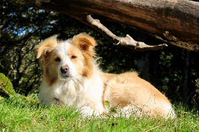 Étalon Border Collie - Herds Of Scotland Surya