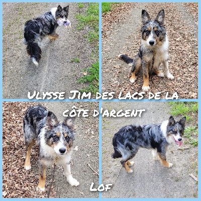 Étalon Border Collie - Ulysse jim des Lacs de la Cote d'Argent