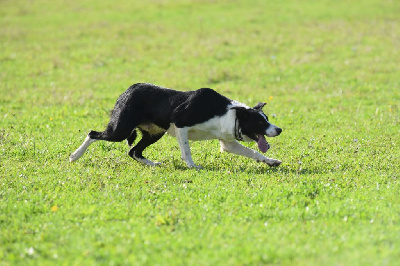 Étalon Border Collie - gwreiddiau Taff