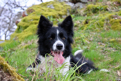 Étalon Border Collie - Taya Du Domaine De Louméo