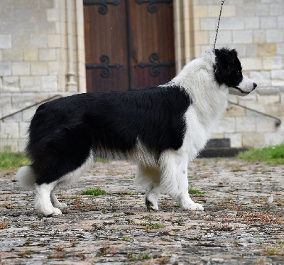 Étalon Border Collie - Unstoppable red earth Of Pacific Spirit