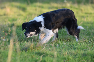 Étalon Border Collie - Dorka's Spirit Tita